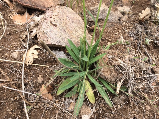 Picris hieracioides