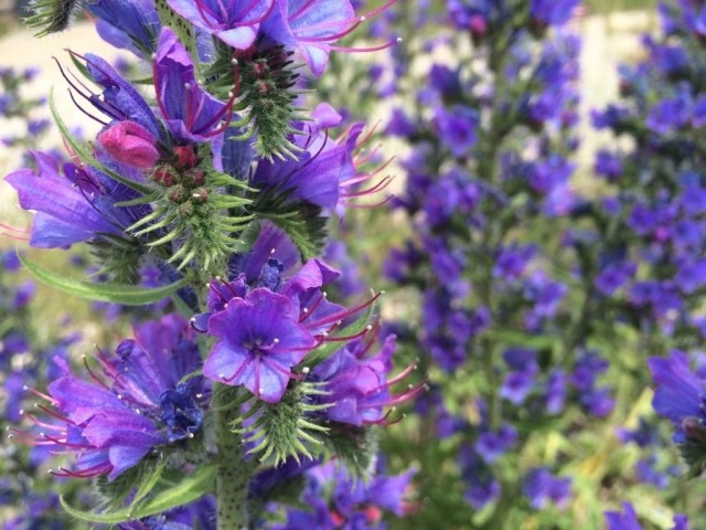 Echium vulgare