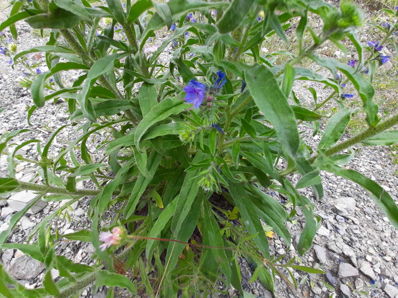 Echium vulgare