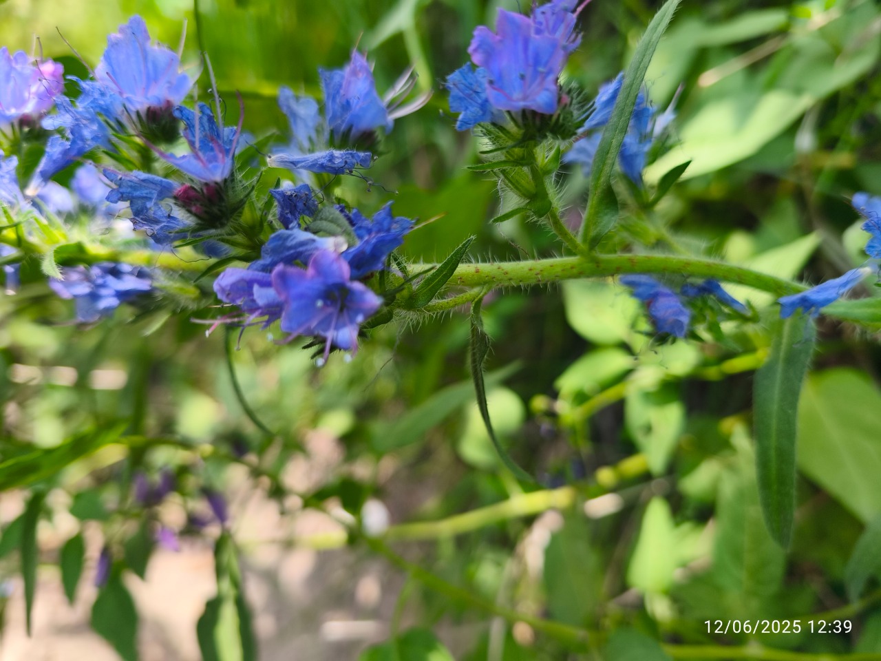 Echium vulgare