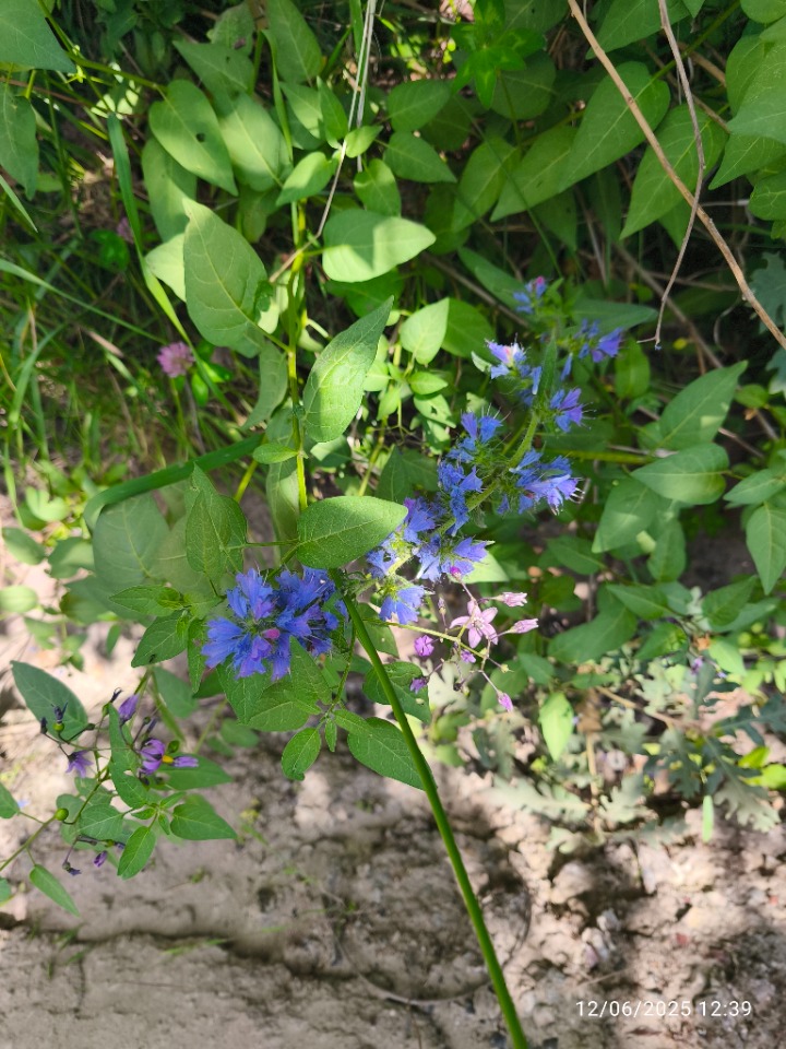 Echium vulgare