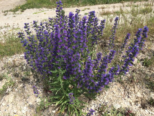 Echium vulgare