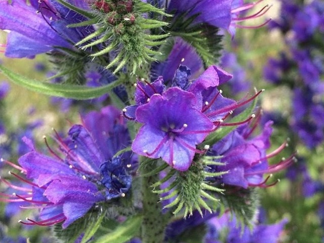 Echium vulgare