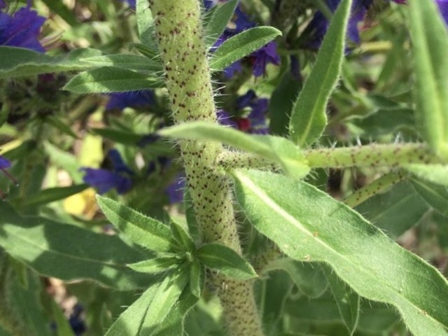 Echium vulgare