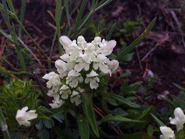 Prunella laciniata