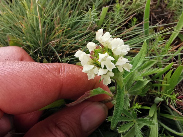 Prunella laciniata