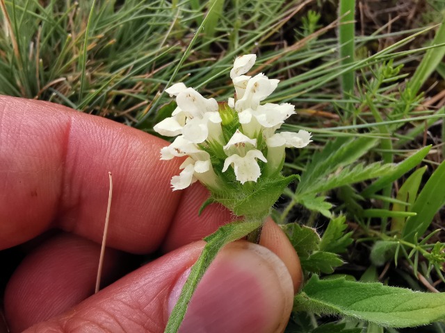 Prunella laciniata