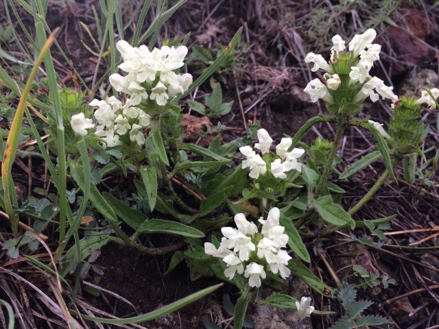 Prunella laciniata