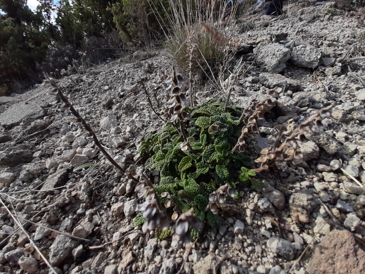 Scutellaria salviifolia