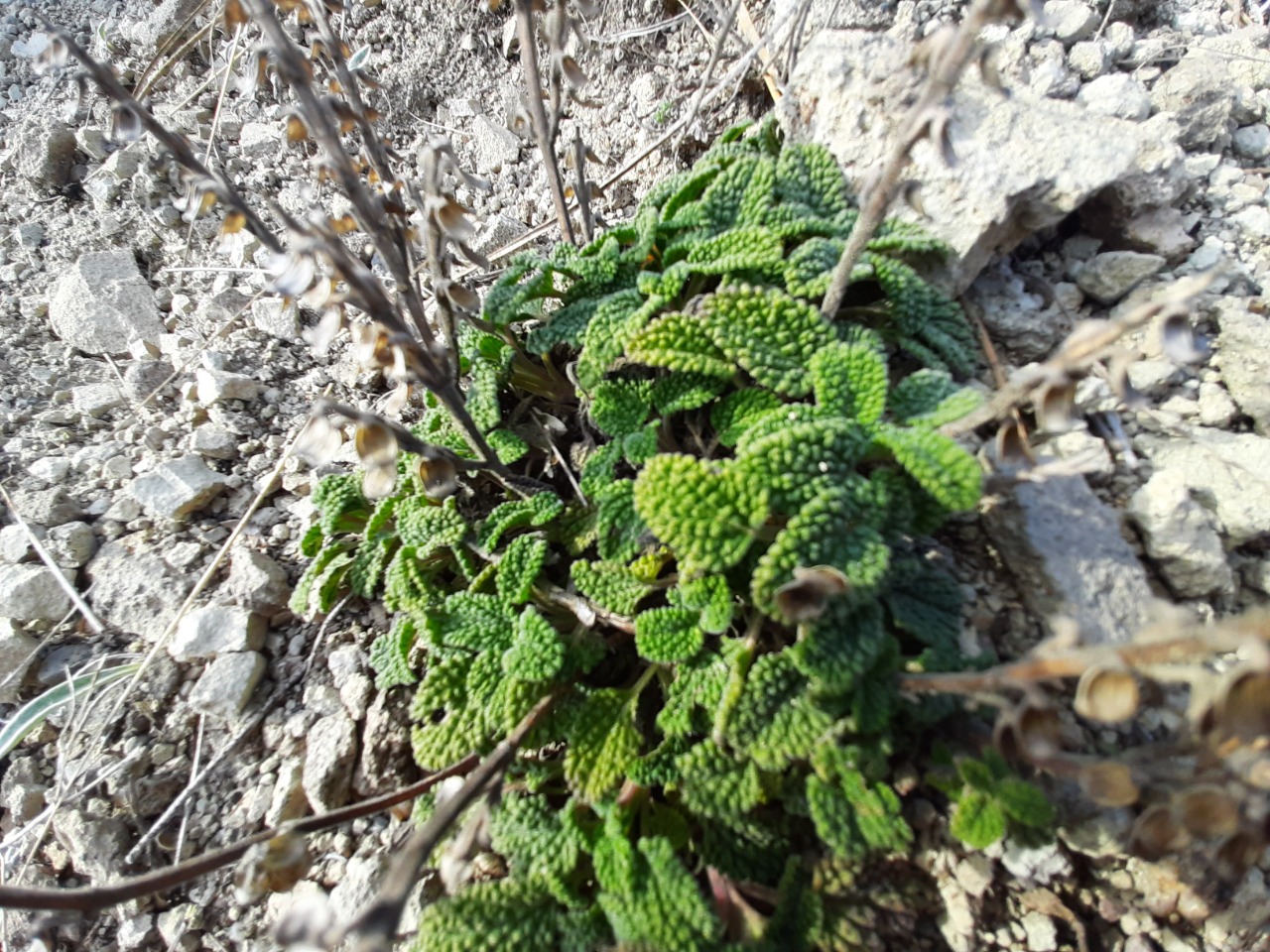 Scutellaria salviifolia