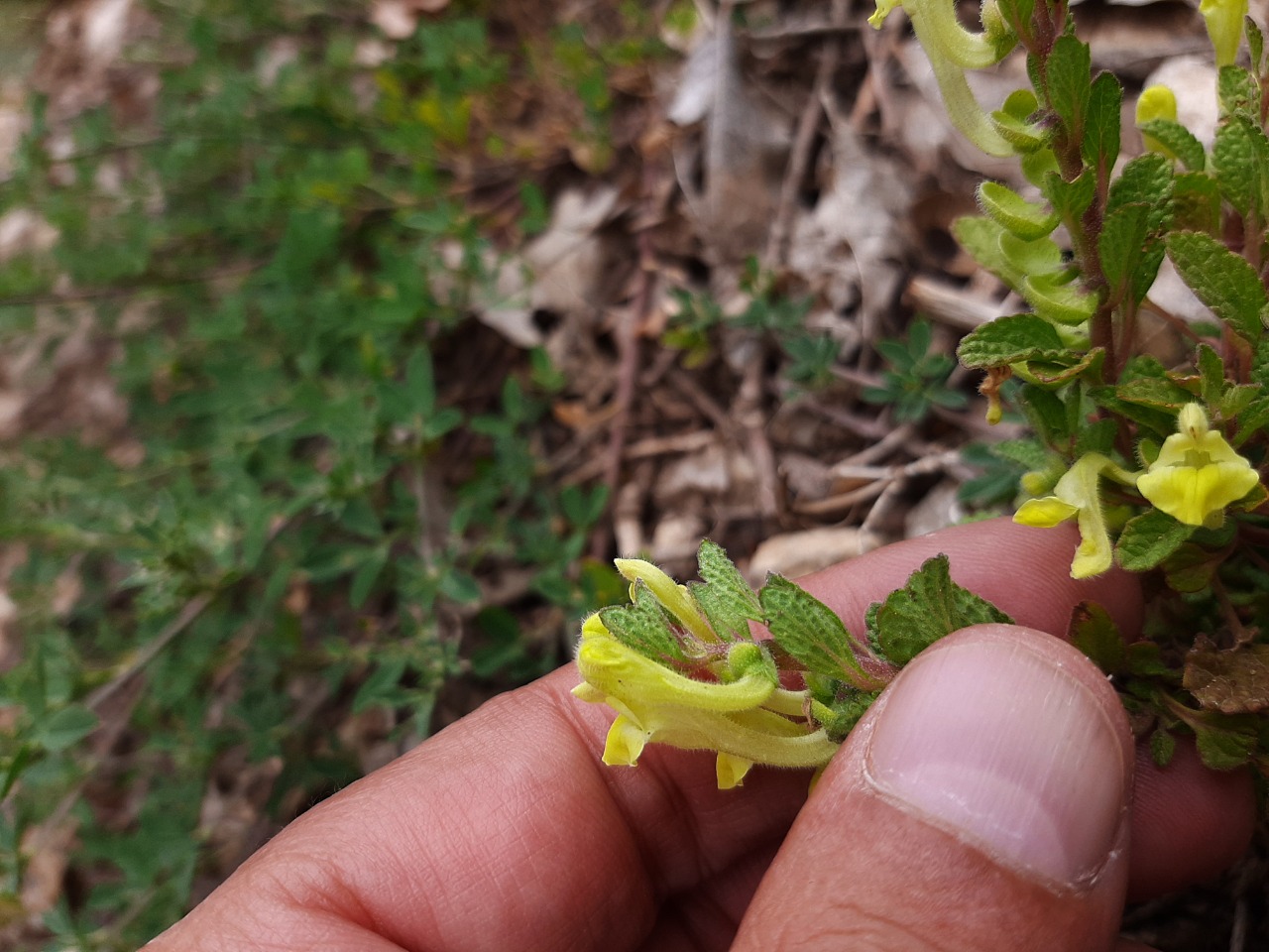 Scutellaria salviifolia