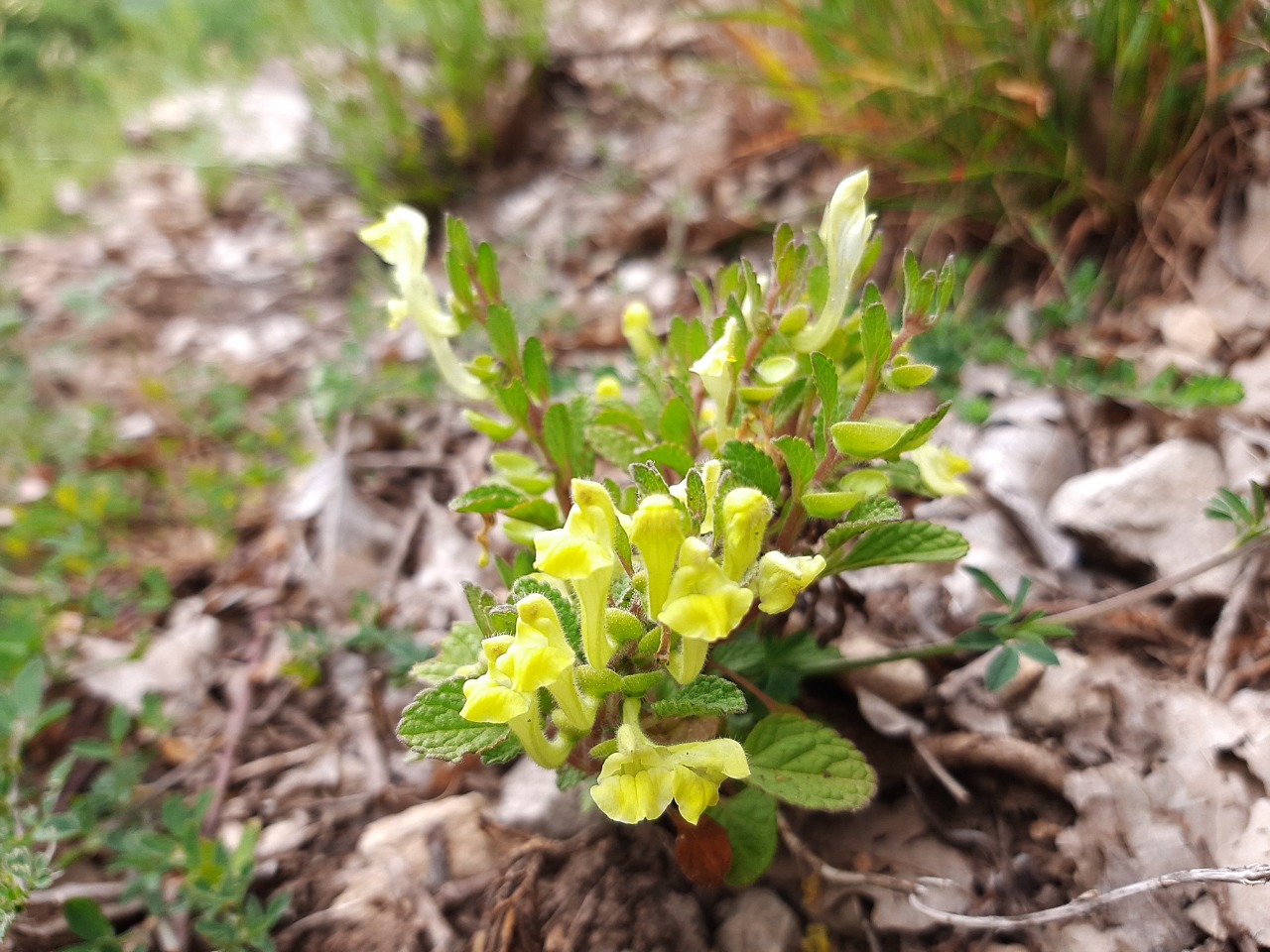 Scutellaria salviifolia