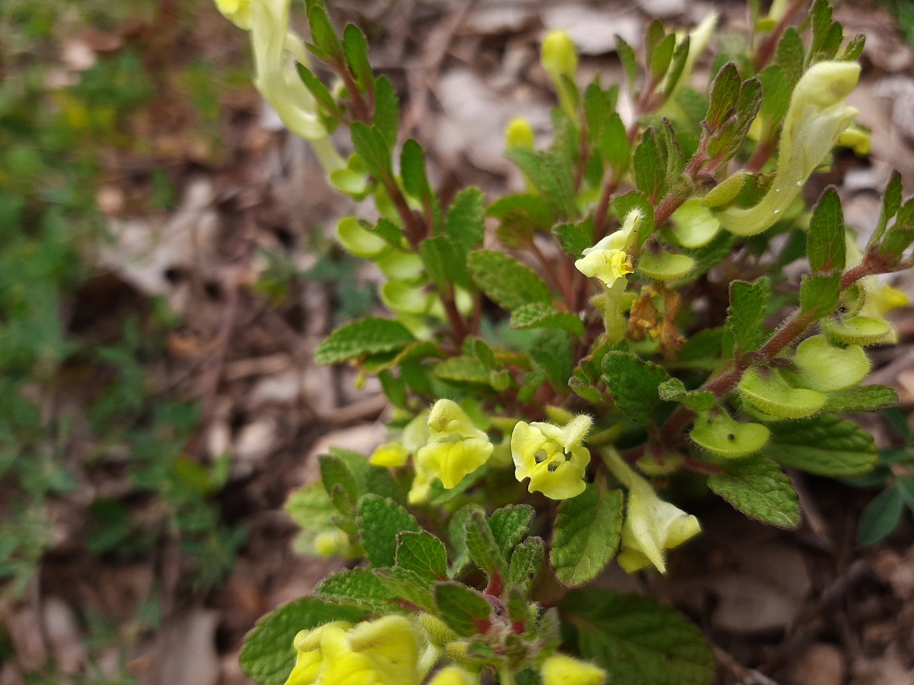 Scutellaria salviifolia