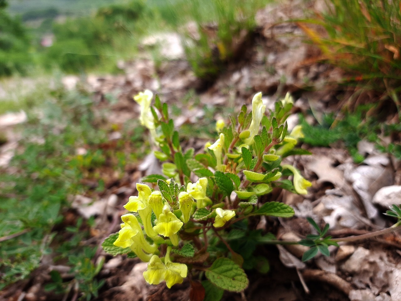 Scutellaria salviifolia