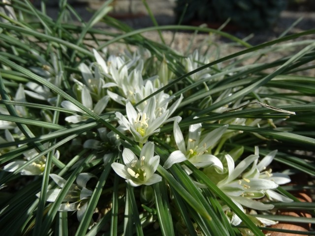 Ornithogalum nivale