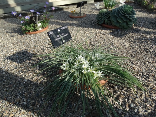 Ornithogalum nivale