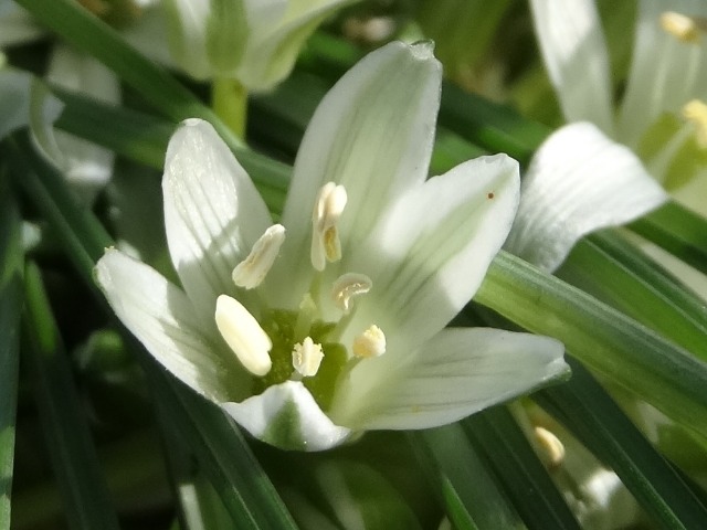 Ornithogalum nivale