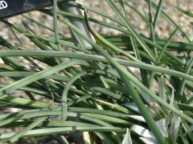 Ornithogalum nivale