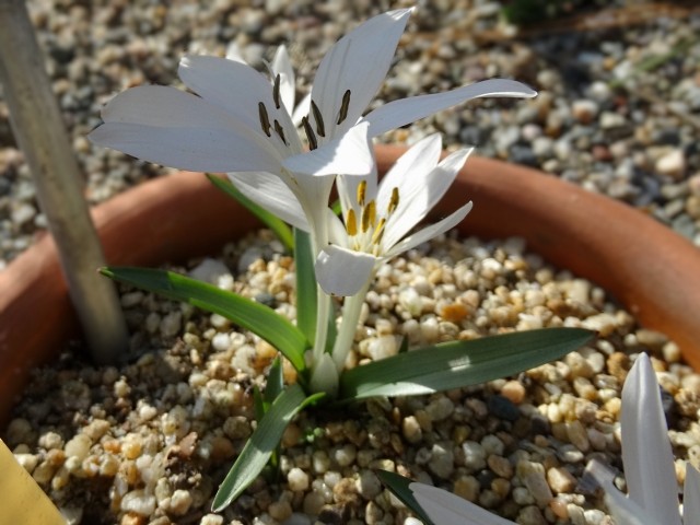 Colchicum szovitsii