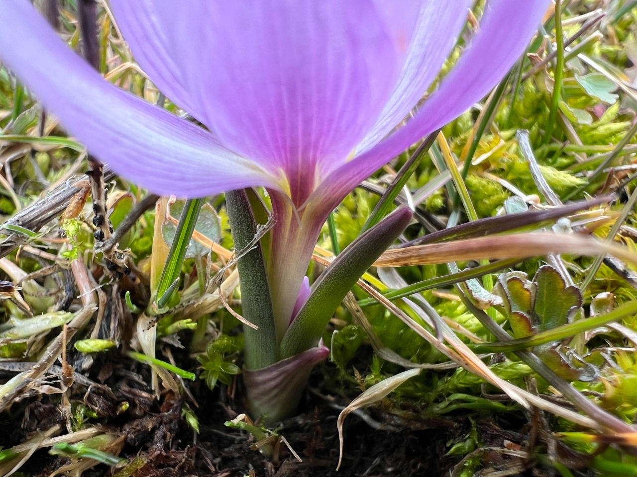 Colchicum szovitsii