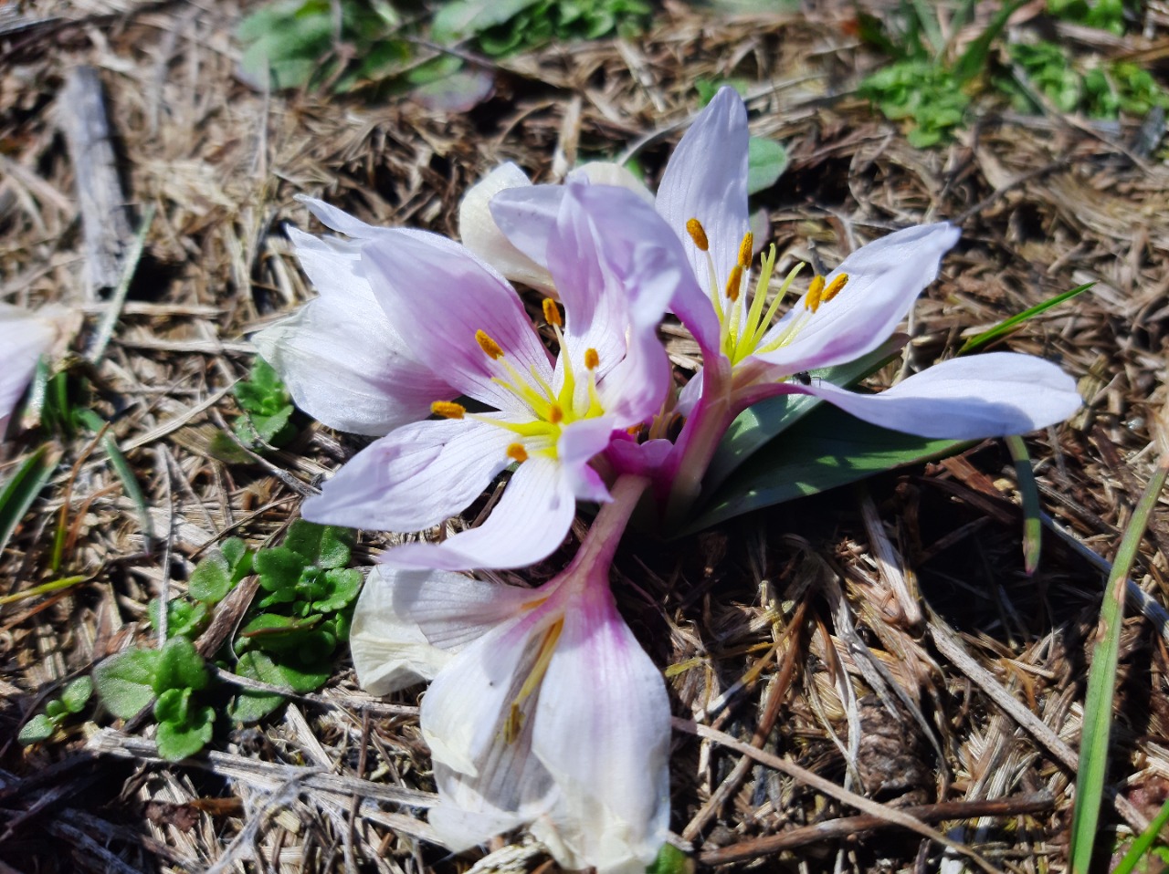 Colchicum szovitsii