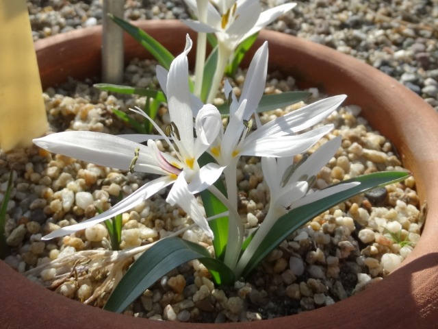 Colchicum szovitsii