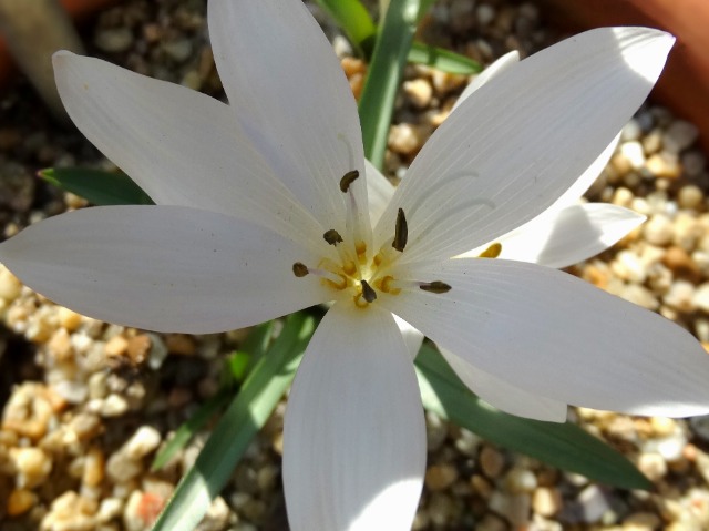 Colchicum szovitsii