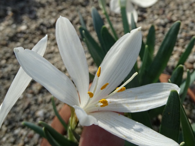 Sternbergia candida