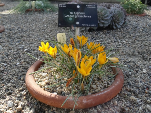 Crocus graveolens