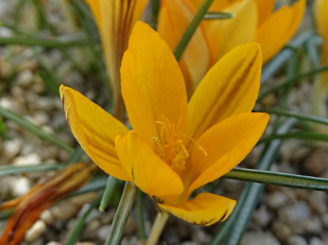 Crocus graveolens