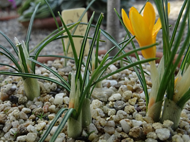 Crocus graveolens