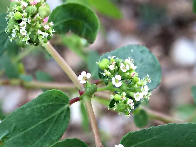 Euphorbia hypericifolia