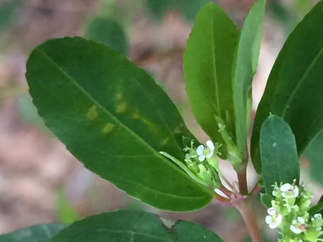 Euphorbia hypericifolia