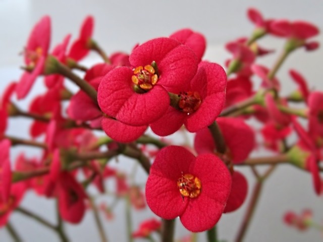 Euphorbia milii