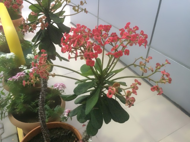 Euphorbia milii