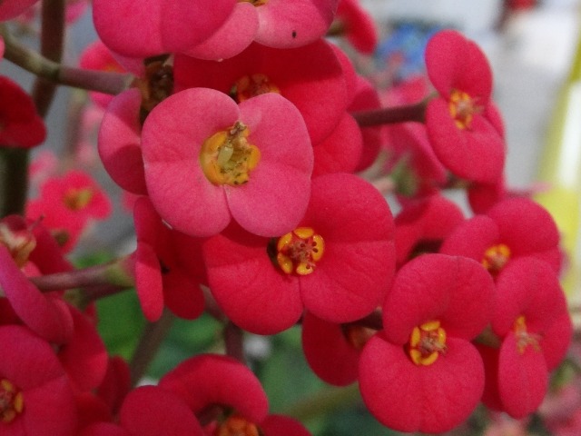 Euphorbia milii