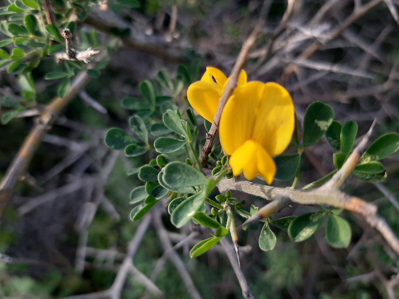 Calicotome villosa