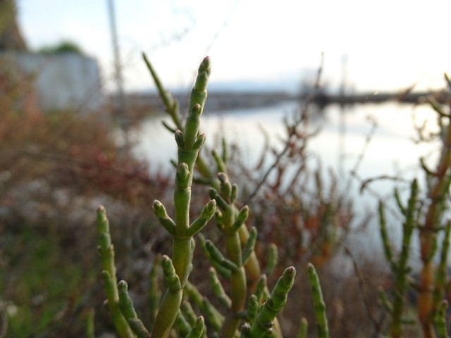 Salicornia europaea