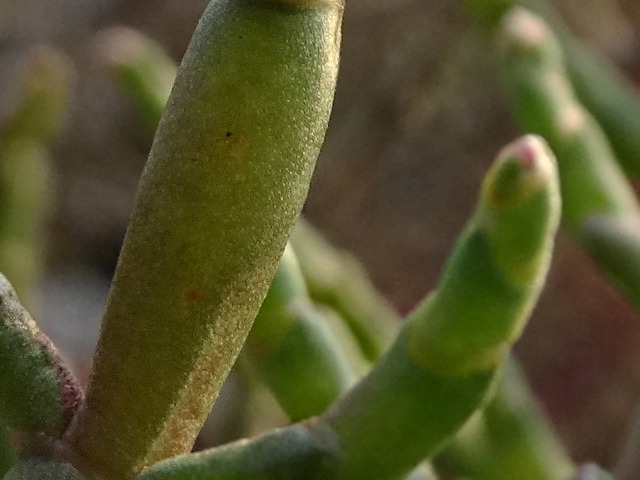 Salicornia europaea