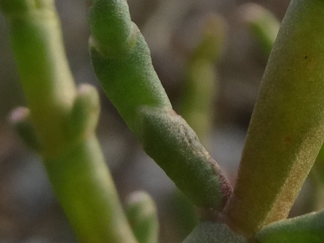 Salicornia europaea