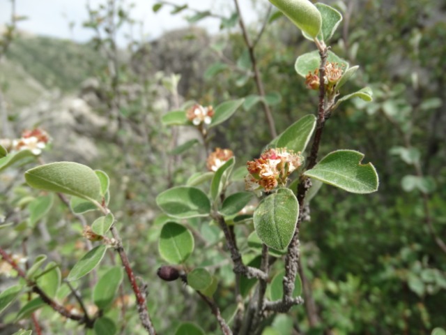 Amelanchier ovalis