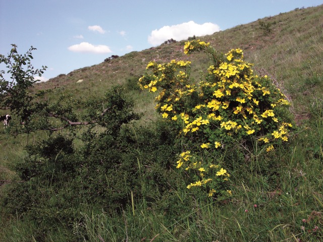 Rosa hemisphaerica