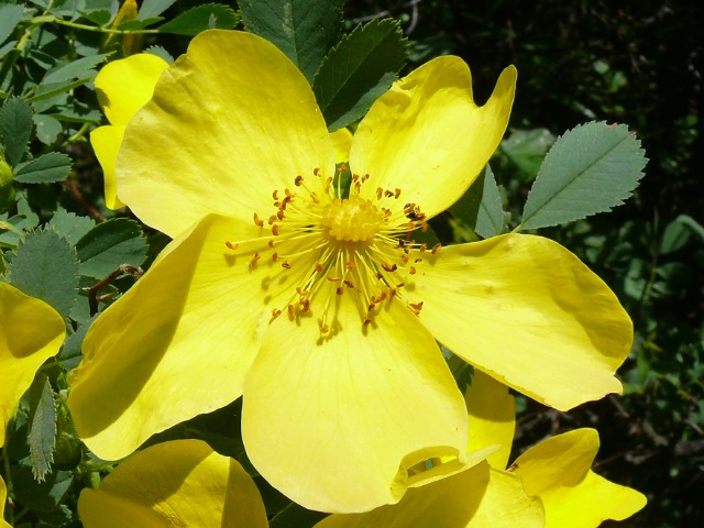 Rosa hemisphaerica