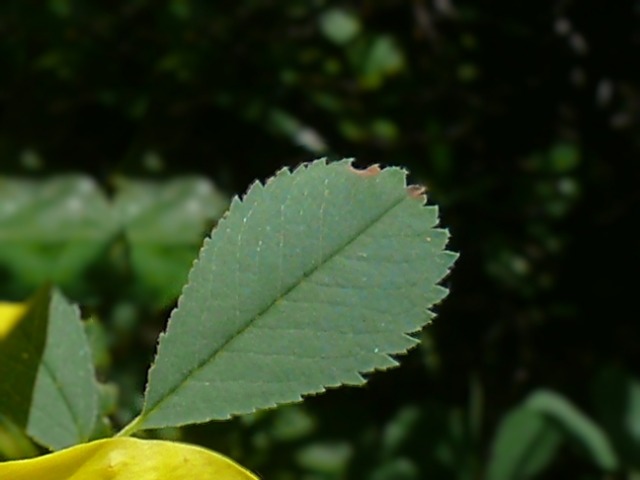 Rosa hemisphaerica