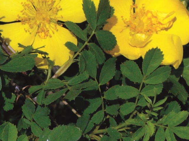 Rosa hemisphaerica