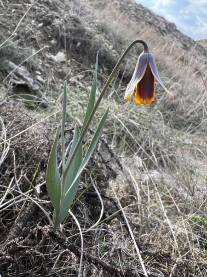 Fritillaria pinardii
