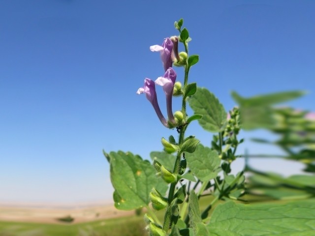 Scutellaria altissima