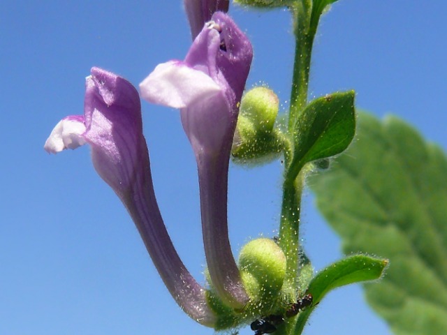 Scutellaria altissima