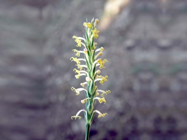 Crucianella sp.