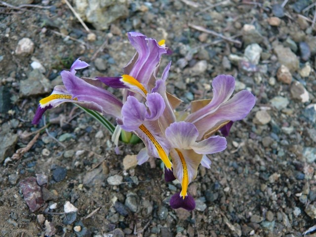 Iris galatica